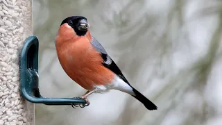 Bullfinches on the feeder