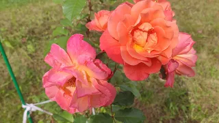 Цветение розы Westerland в первый год посадки.
