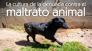 Puebla y la cultura de la denuncia contra el maltrato animal