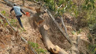 Dangerous & Exhausting !! Cut trees on cliffs.