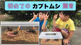 【初めてのカブトムシ飼育】初めてのかんたん飼育セットで始めてみたよ(・∀・)