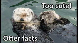 Sea Otter Facts | Do sea otters hold hands in the water?