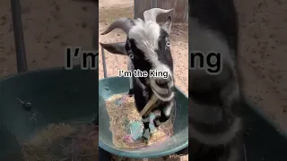 Nubian Dwarf Goat has an Attitude