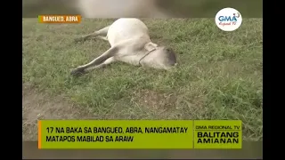 Balitang Amianan: Ilang Alagang Baka sa Abra, Nangamatay