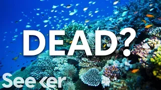 Is The Great Barrier Reef Actually Dead?