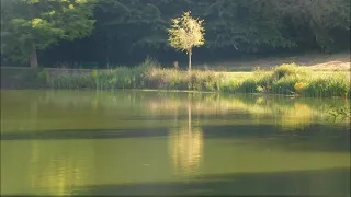 Brahms: Piano Trio in B Op  8 André Previn, Viktoria Mullova, Heinrich Schiff