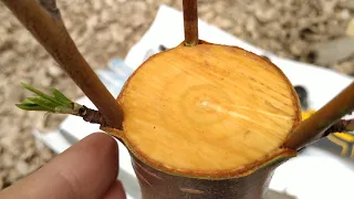 Graft Peach Apricot before sap flow or in time. Grafting Peach and Apricot