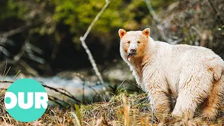 This Is The Elusive Spirit Bear | Our World