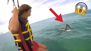 SHARK ATTACK PRANK (WIFE FREAKOUT)