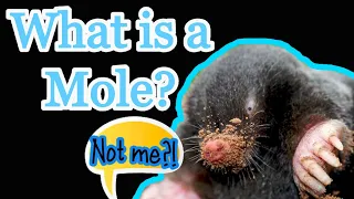 What is a Mole in Chemistry? The concept and examples