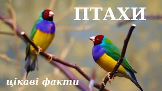 Цікаві факти про птахів (відео)