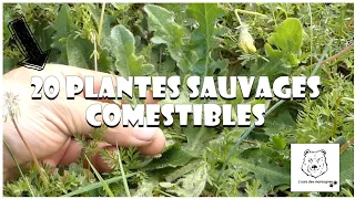 20 plantes sauvages comestibles - risques - précautions et causerie #plantes #ceuillette