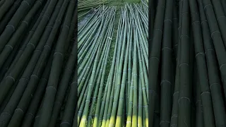 Заготовка бамбука #бамбук #производство