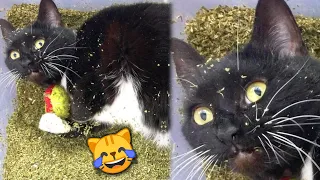 Funny Cats React to Catnip 2021 TikTok Compilation 🙀 | Cat 2021 | JoysPets