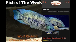 Wolf Cichlid (Parachromis dovii) ❤️🐟 #imperialtropicals