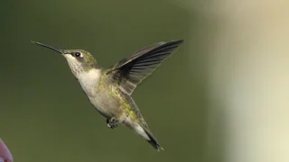 Can Animals See in Slow Motion? | National Geographic