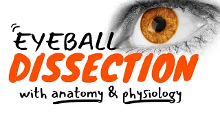 Cow Eyeball Dissection Tutorial with Anatomy & Physiology FULL VERSION