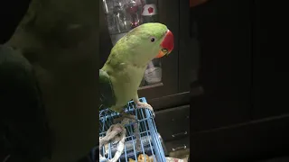 Parrot cute voice