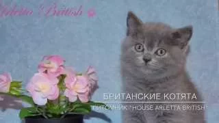 Маленькие котята. Котята играют. Британские котята. Питомник "House Arletta British"