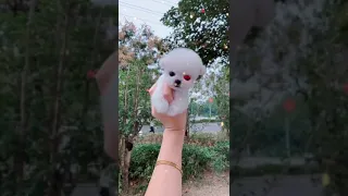 Puppy Mini Dog Cute on Tiktok #shorts