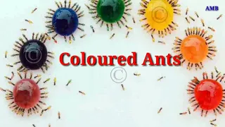 Colored Ants : re edited version