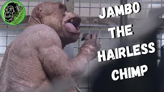 HAIRLESS CHIMPANZEE JAMBO