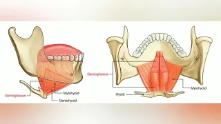 Muscles of tongue / basic anatomy / image based learning