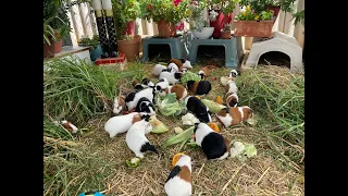 Guinea pigs crazy how such small guinea pigs can do everything