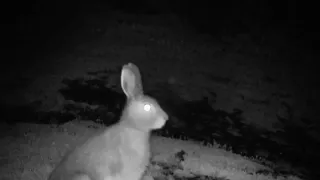 Фотоловушка сняла зайца-беляка в Бурятии