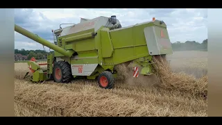 Claas dominator 96 harvesting 2023