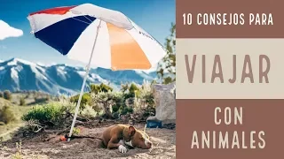 V I A J A R | 10 recomendaciones para VIAJAR con tu MASCOTA| consejos veterinarios | HealthEPet