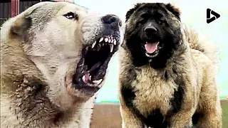 TOP 10 Perros VERDADERAMENTE  Temibles y PeligrosoS Del Mundo