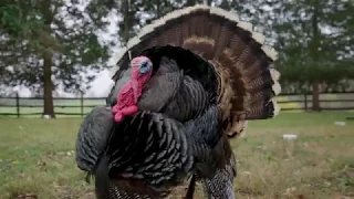 This Is Why All Turkeys Deserve Love