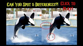 Spot 5 Differences Picture Puzzle: Captive Orca 4