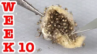 Redback Spiders Week 10 Spiderlings Are So Cute & Deadly EDUCATIONAL VIDEO