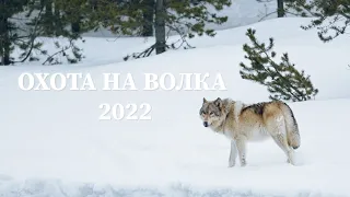 Охота на Волка 2022