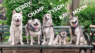 Moon has a Husky Play Date in NYC!