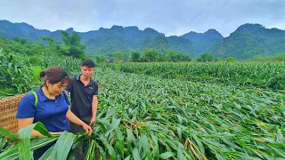 Shedding tears when the entire cornfield of his wife's house was destroyed by a storm