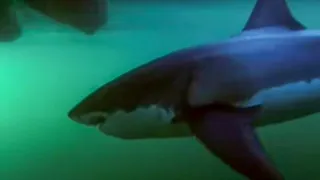 Great White Shark Attack in South Africa | BBC Studios