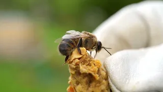 village of Iran | village lifestyle of Iran/Huge Number Of Bees!|Village Life ..