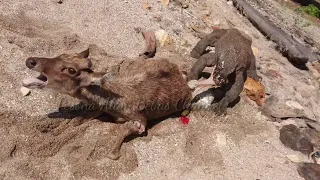 [AGAIN] komodo dragon prey on deer alive