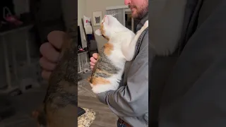 When your CAT loves dad more than mom 🙈