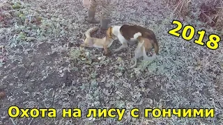 Отличная хота на лису 2018!!!! Охота с гончей и ягдтерьером!!!! Fox hunting 2018.