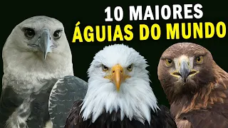 10 MAIORES ÁGUIAS DO MUNDO | Conheça a ÁGUIA COM GARRAS MAIORES que a de um urso-pardo