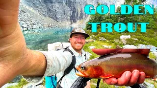 Alpine Lake GOLDEN TROUT!  Backpacking and Fly Fishing a High Mountain Lake