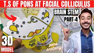 pons anatomy 3d | transverse section of pons at level of facial colliculus | brainstem anatomy 3d