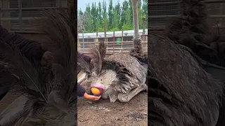 #shorts ostrich hatching eggs 🥚  #short