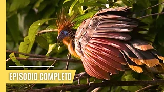 Deltas del mundo - Amazonas - místicos y diversos | Episodio Completo