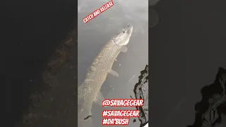 Savage Gear Da'Bush = Pike #savagegear #sho#viral #fyp #catchandrelease #pikefishing #dabush