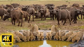 African Safari 4K: Most Amazing Wildlife Encounters of Dorob National Park With Relax Music